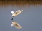 Egret Taking Flight_36727